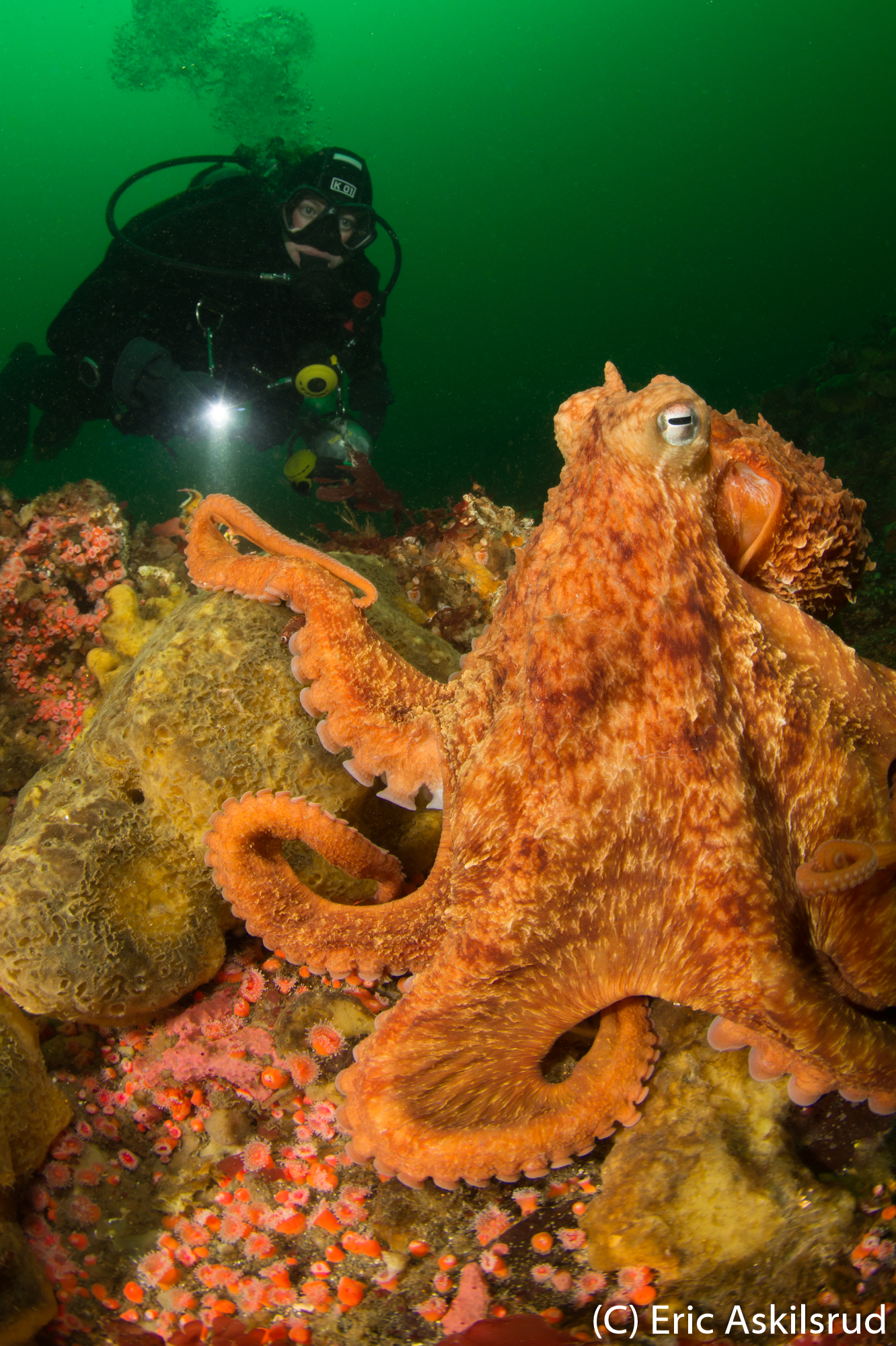 The beauty of the Salish Sea photographed by Eric Askilsrud