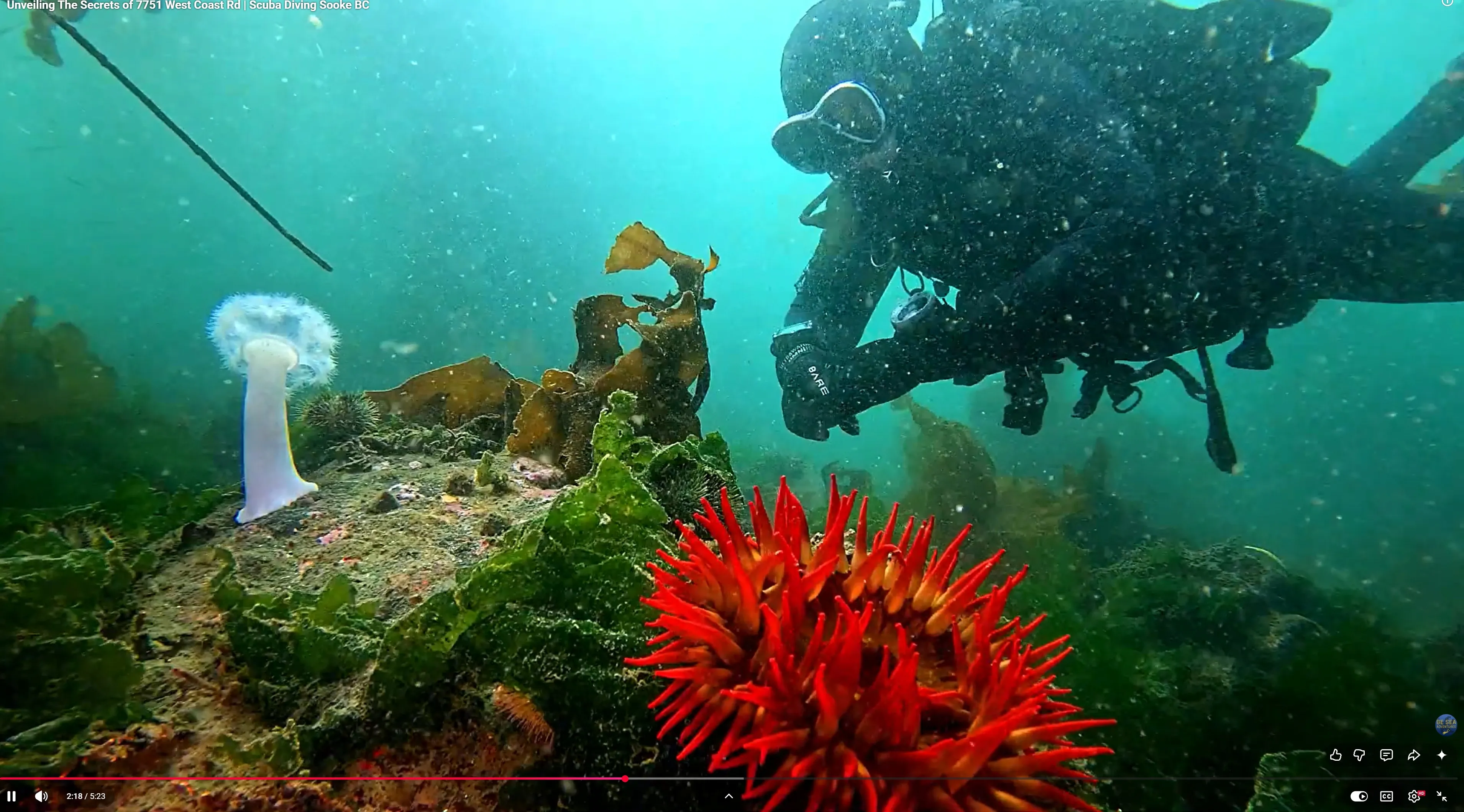 Fish-eating anemones at 7751 Reef near Sooke, British Columbia. For underwater footage of the site, see Ryan Swan's YouTube video. Image courtesy of Ryan Swan.
