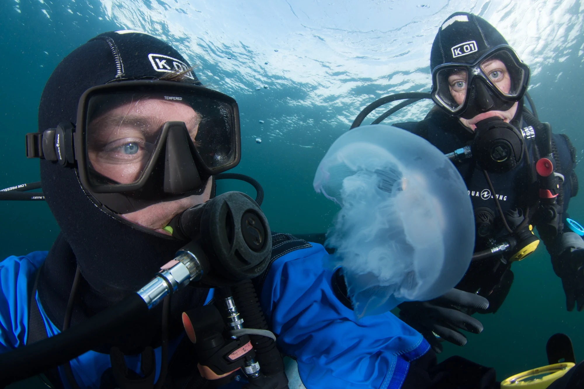 Eric Askilsrud and Scuba Jess (from Bellevue) observing a moon jelly at Seattle's Alki Junkyard. Photo by Eric Askilsrud.