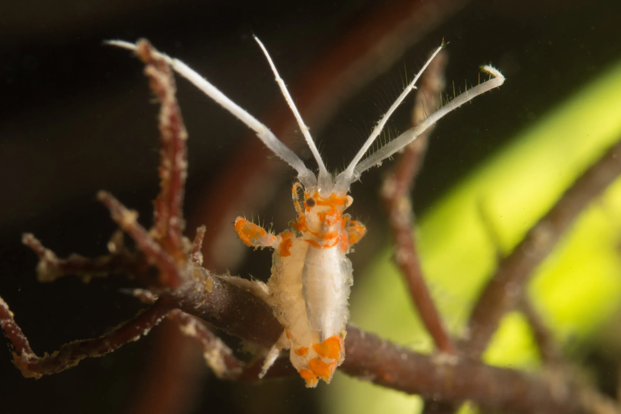 A neon sea flea at Seattle's Alki Junkyard shore dive. This species comes in a variety of colors. Some mimic nudibranch coloration. Photo by Eric Askilsrud.