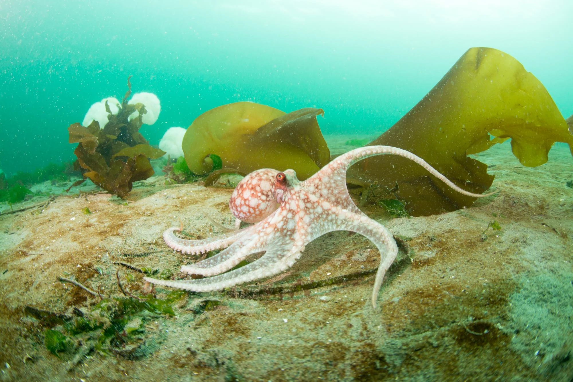 This was one of the strangest octopus encounters we've had. He was making yoga poses. At Alki Junkyard, West Seattle. Photo by Eric Askilsrud.