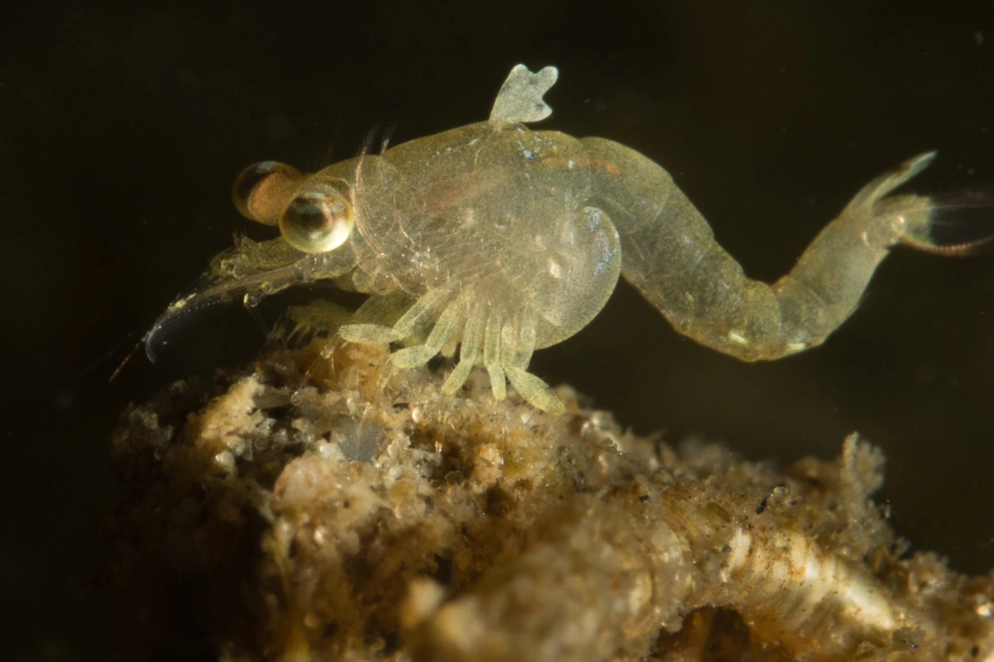Opossum shrimp at Alki Junkyard, West Seattle. Photo by Eric Askilsrud. These guys are super tiny and jumpy!