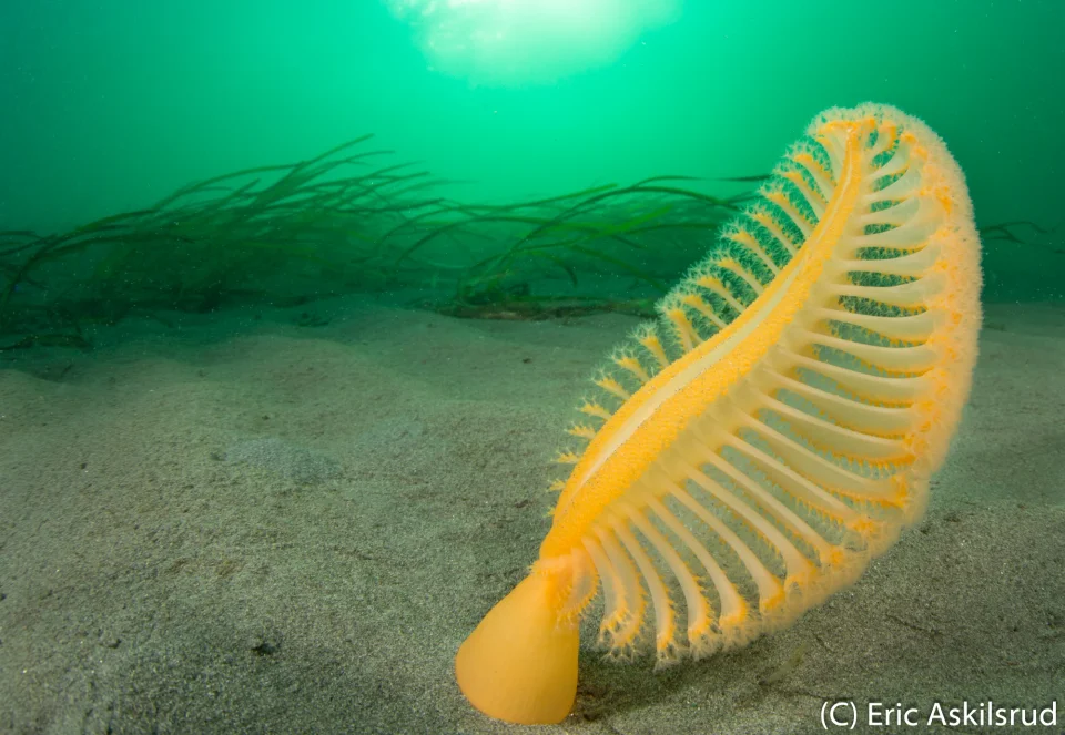 A bioluminescent sea pen at Alki Junkyard in West Seattle. Sea pens are fascinating colonial octocorals β groups of tiny, independent polyps working together as a single organism. To escape predatory sea slugs, they can retract into the sandy bottom or uproot to float away on the ocean current. Photo by Eric Askilsrud.