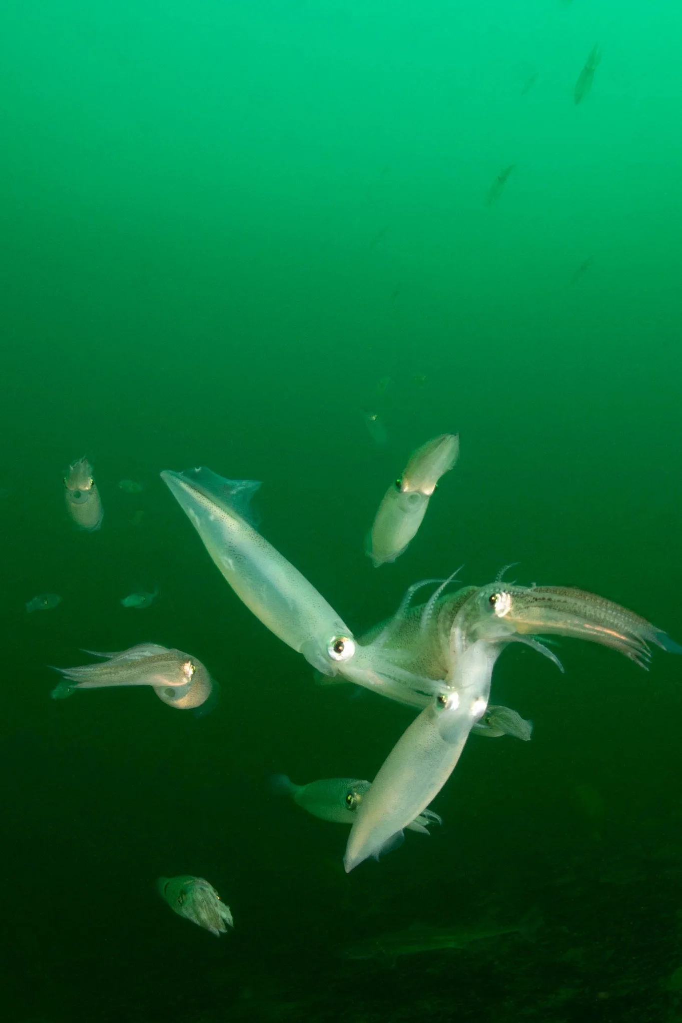 Market squid mating at Seattle's Alki Junkyard, West Seattle. This was an amazing event to see! And amazingly, if you look really closely, you can see a dogfish shark photobombing the background of the photo! We don't see those too often. Photo by Eric Askilsrud.