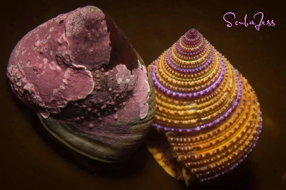 A purple ring topsnail at Barkley Sound on Vancouver Island, BC. Photo by Scuba Jess.