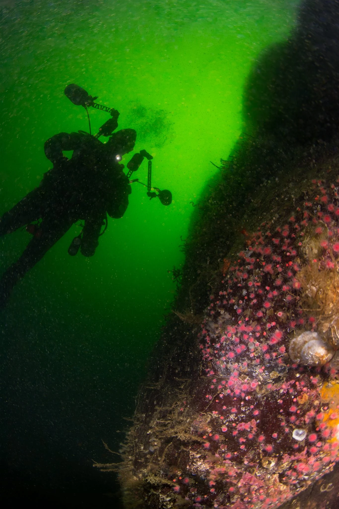 Reef life in Barkley Sound. Photo by Eric Askilsrud.