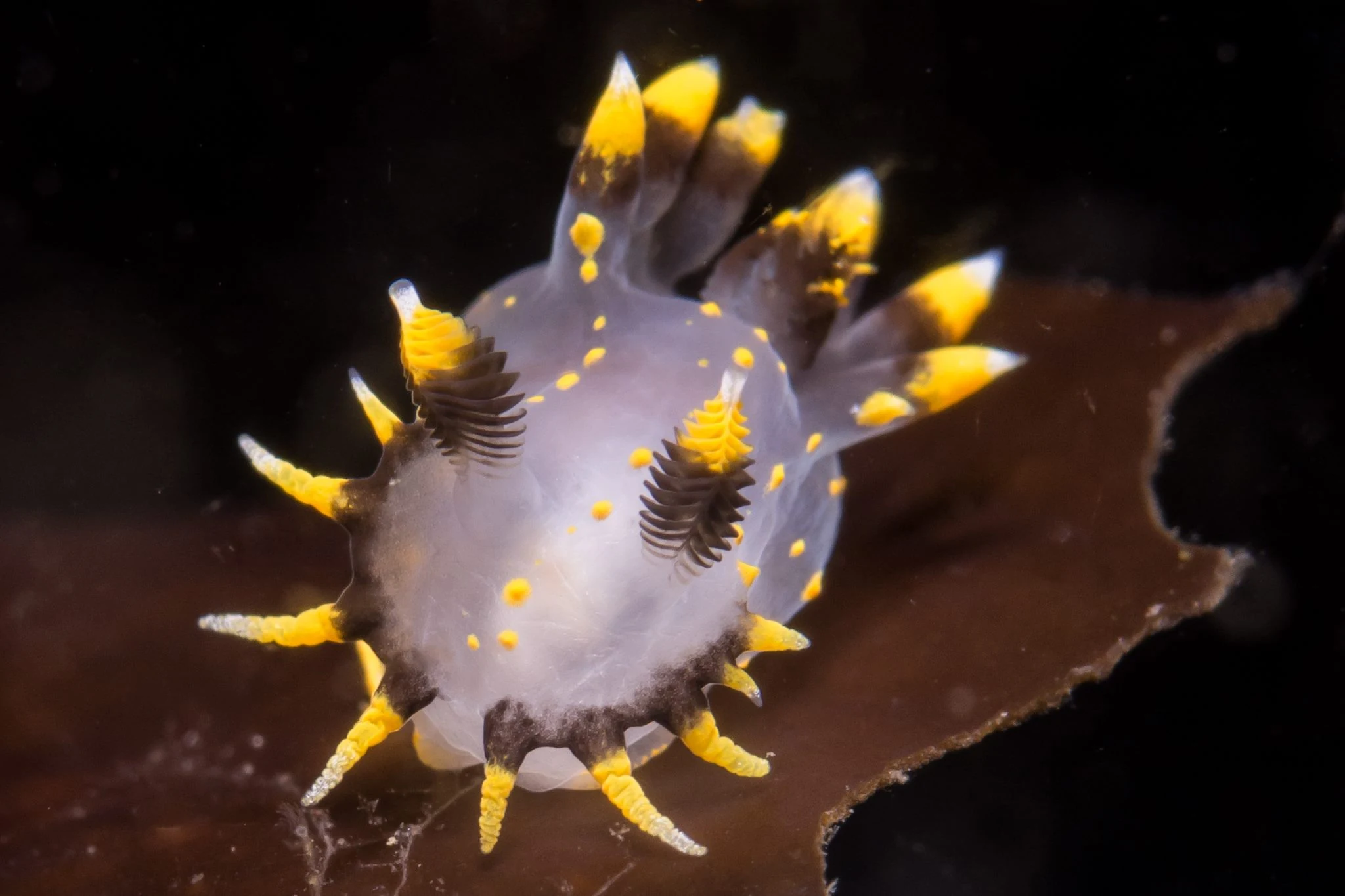 Tri-colored nudibranch (Polycera tricolor) in Barkley Sound. Photo by Eric Askilsrud.