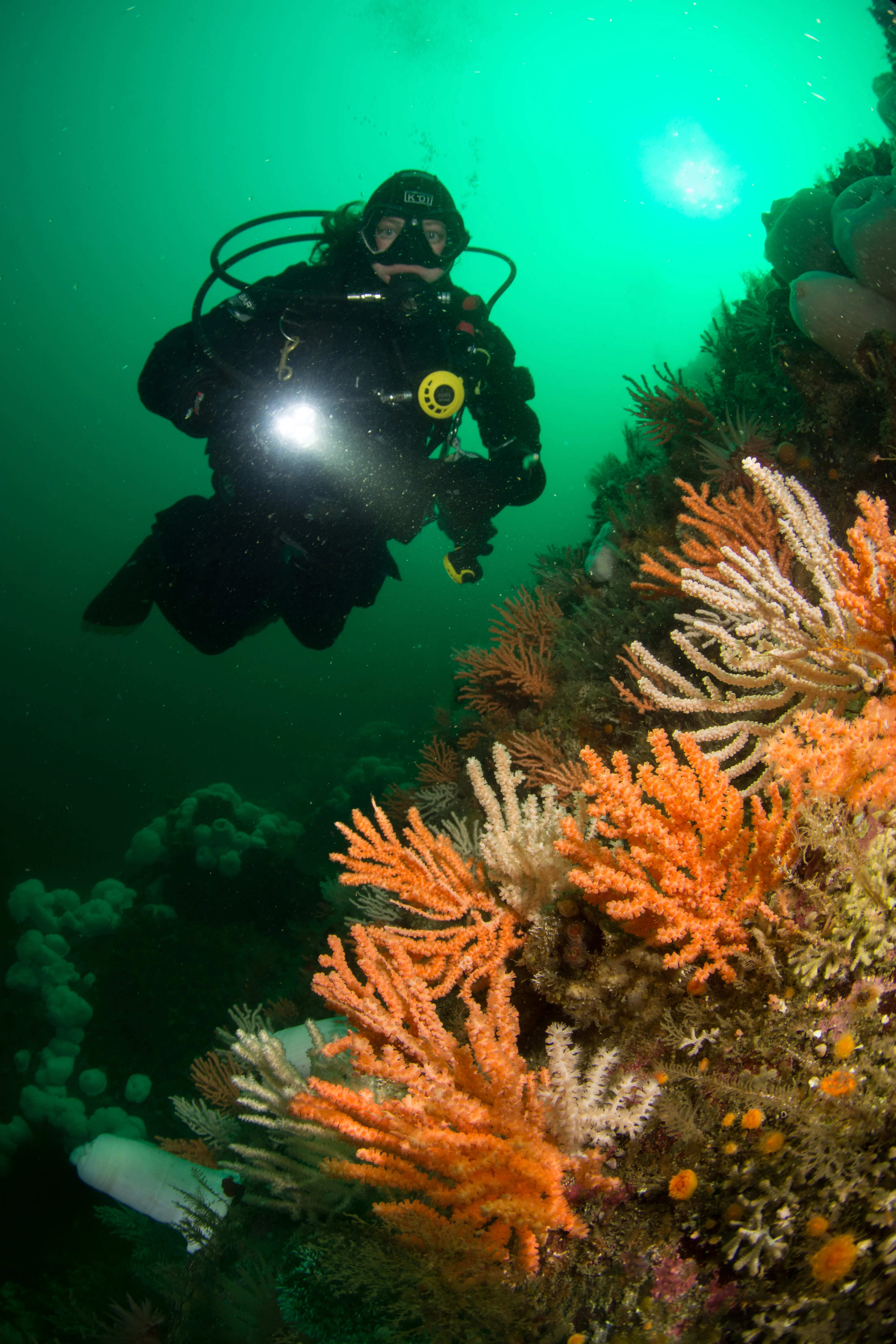 Amazing hard corals start at 70-80' at Barry Island. Sea lions and candy stripe shrimp are also found in the area. Photo by Eric Askilsrud.