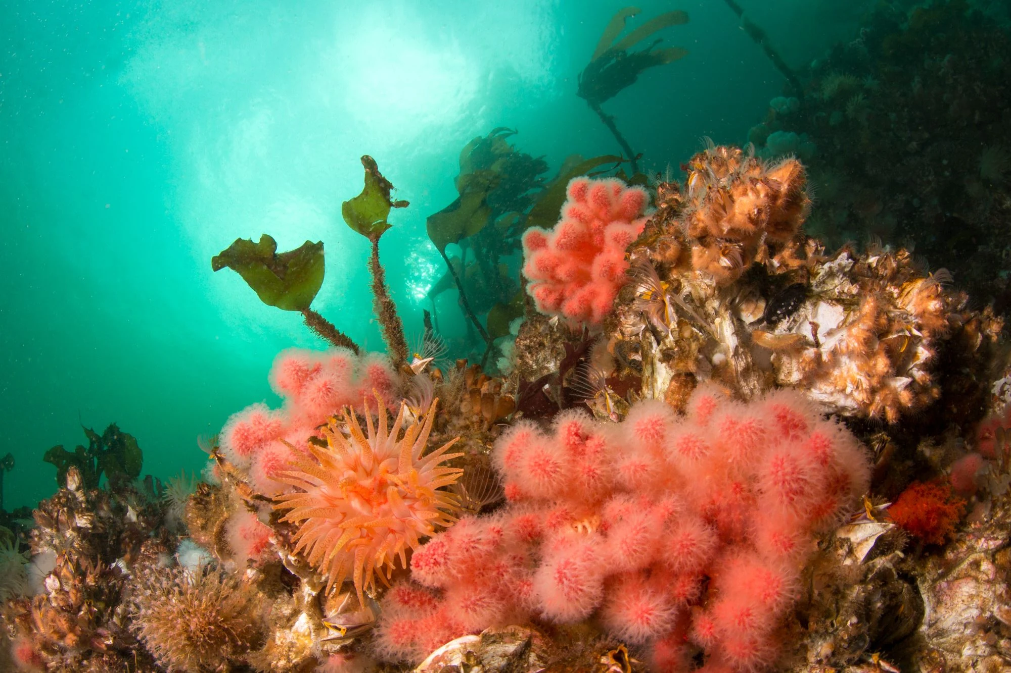 Crimson anemone at Browning Wall. Photo by Eric Askilsrud.