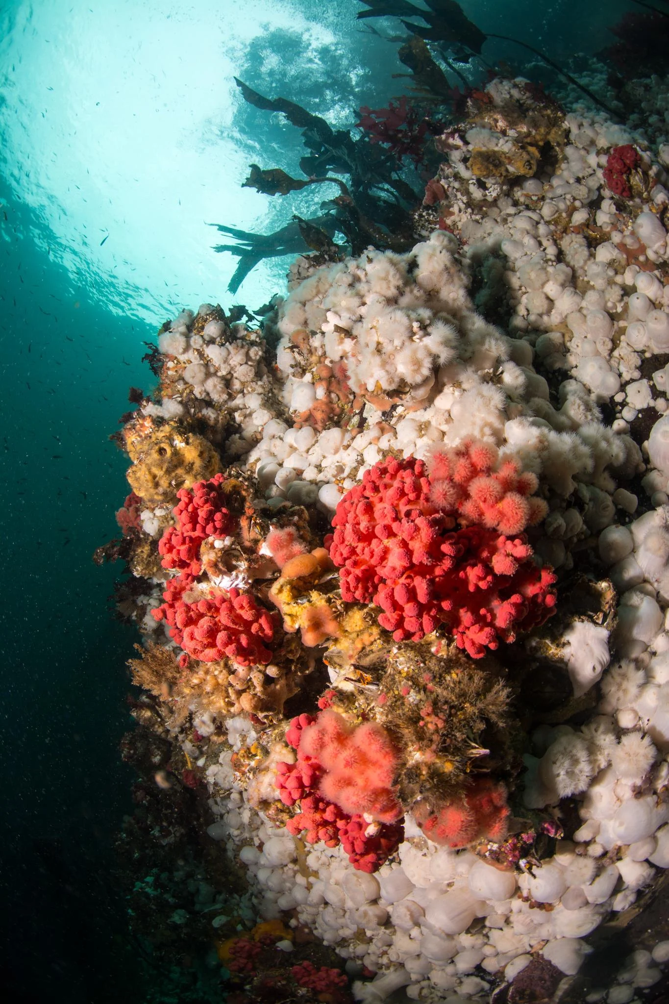 Red soft coral at Browning Wall. Photo by Eric Askilsrud.