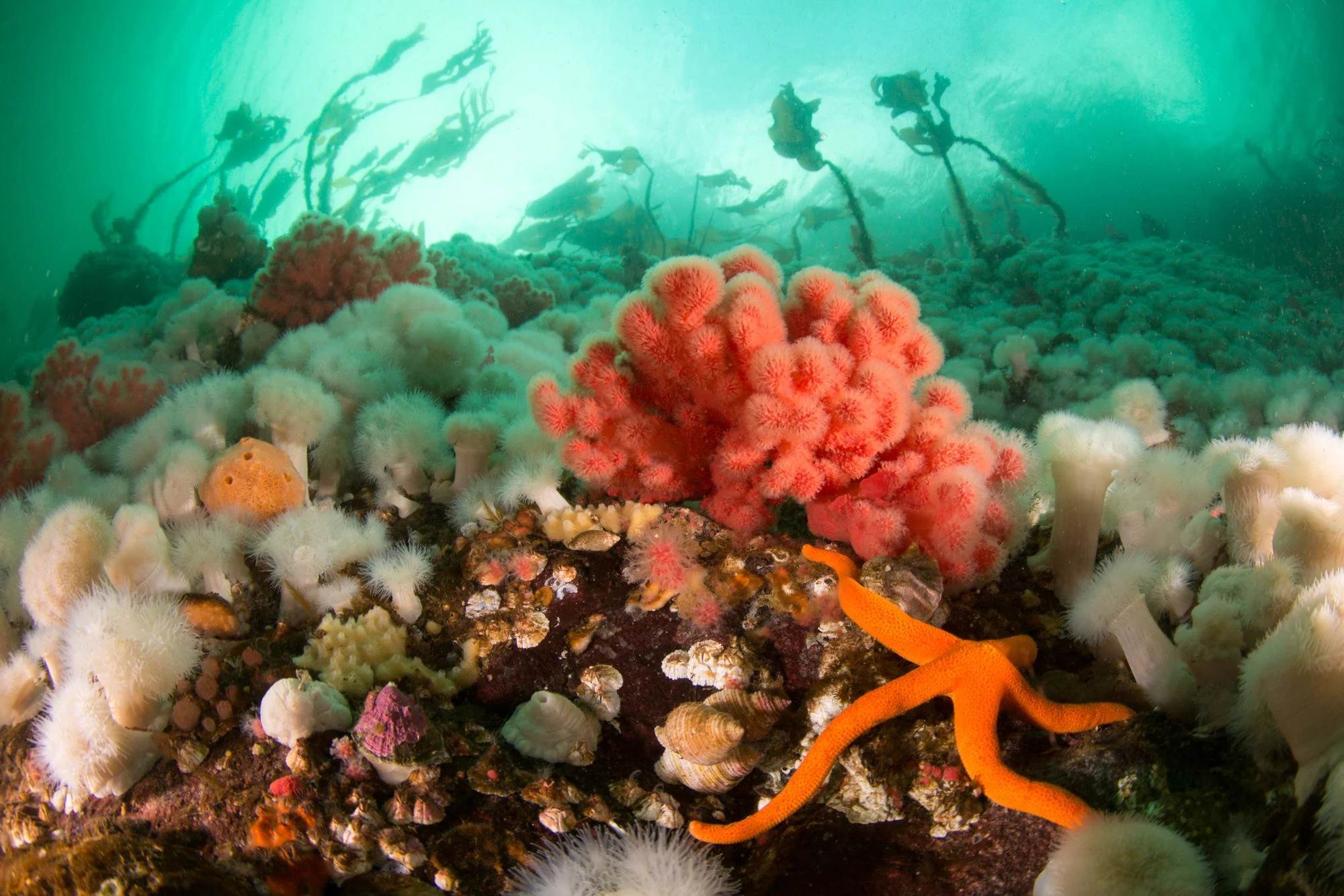 Reefscape at Browning Wall. Photo by Eric Askilsrud.