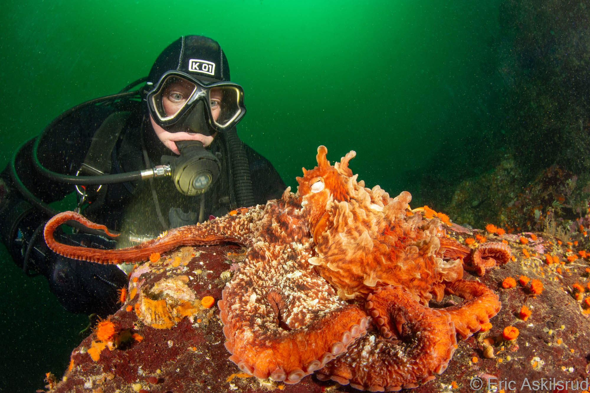 Scuba Jess pictured with a Giant Pacific octopus at Copper Cliffs, Discovery Passage, British Columbia. Photo by Eric Askilsrud.