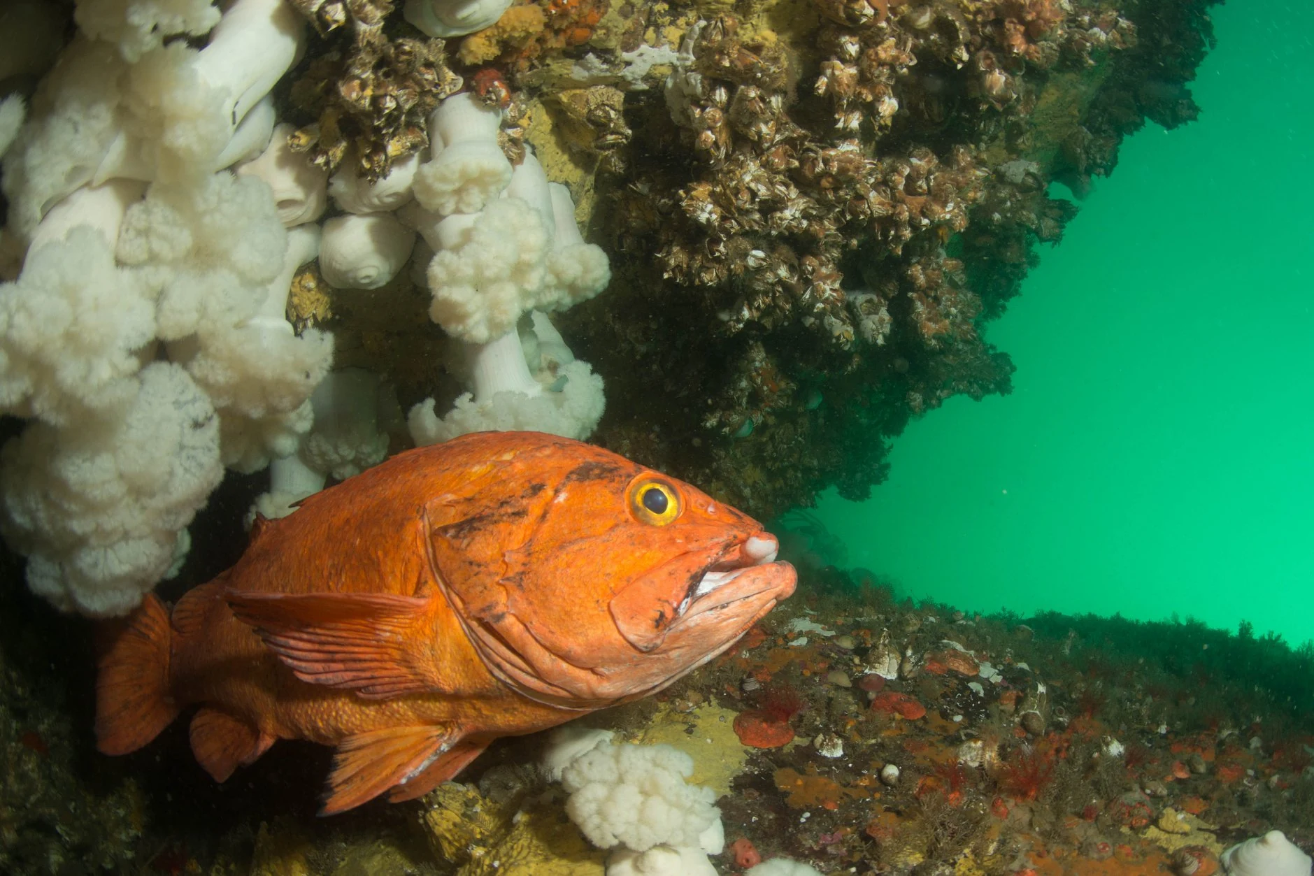 Yelloweye rockfish at Davidson Rock. It was huge! To get this size, they're likely >100 years old! As you can see, this guy has had some scarring in those years! Photo by Eric Askilsrud.