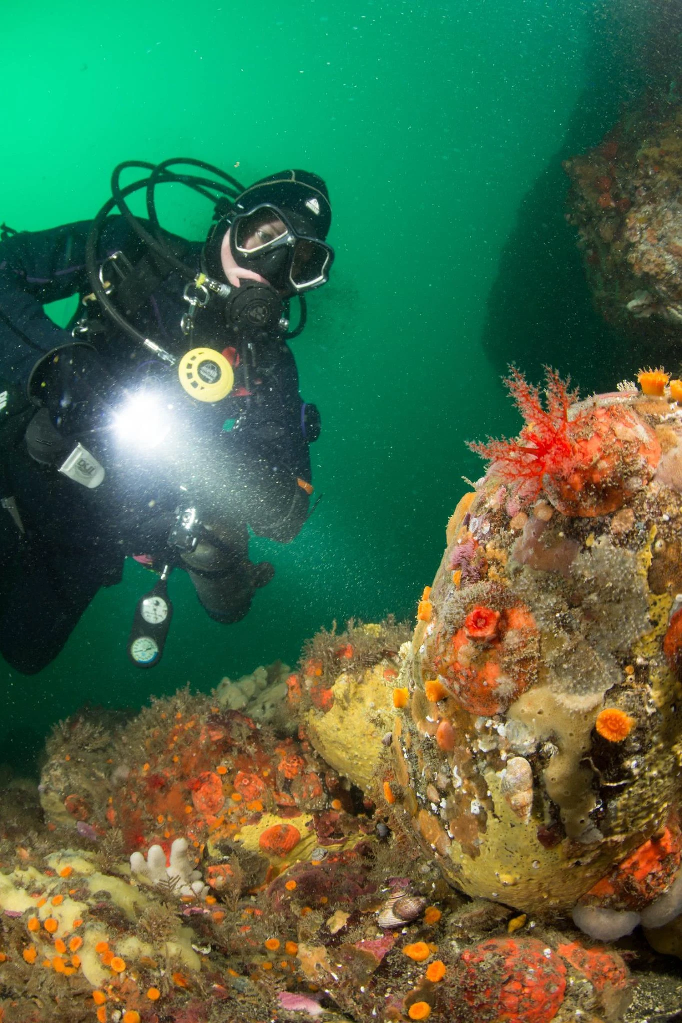 Scuba Jess exploring Deadman Island Wall. Cup corals, creeping petal cucumbers, sponges. Photo by Eric Askilsrud.