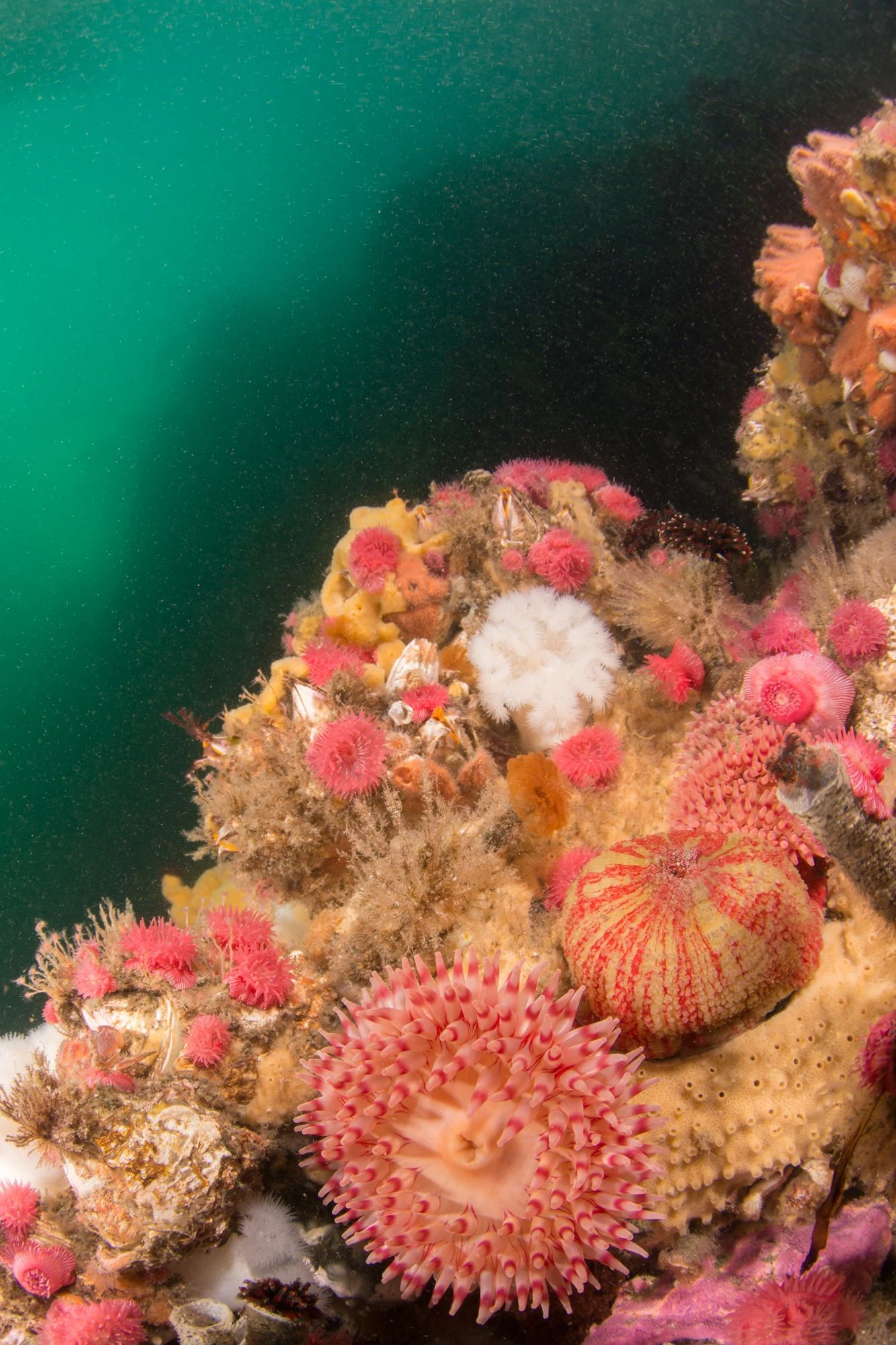 Reefscape at Deception Pass. Photo by Eric Askilsrud.