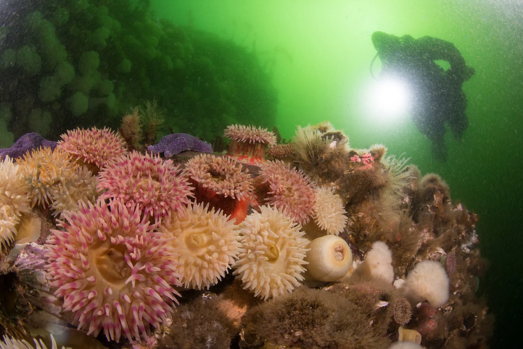 Painted anemones at Dodd's Narrows. This site is only diveable on the mildest of days, and only when it's not boating season. Photo by Eric Askilsrud.
