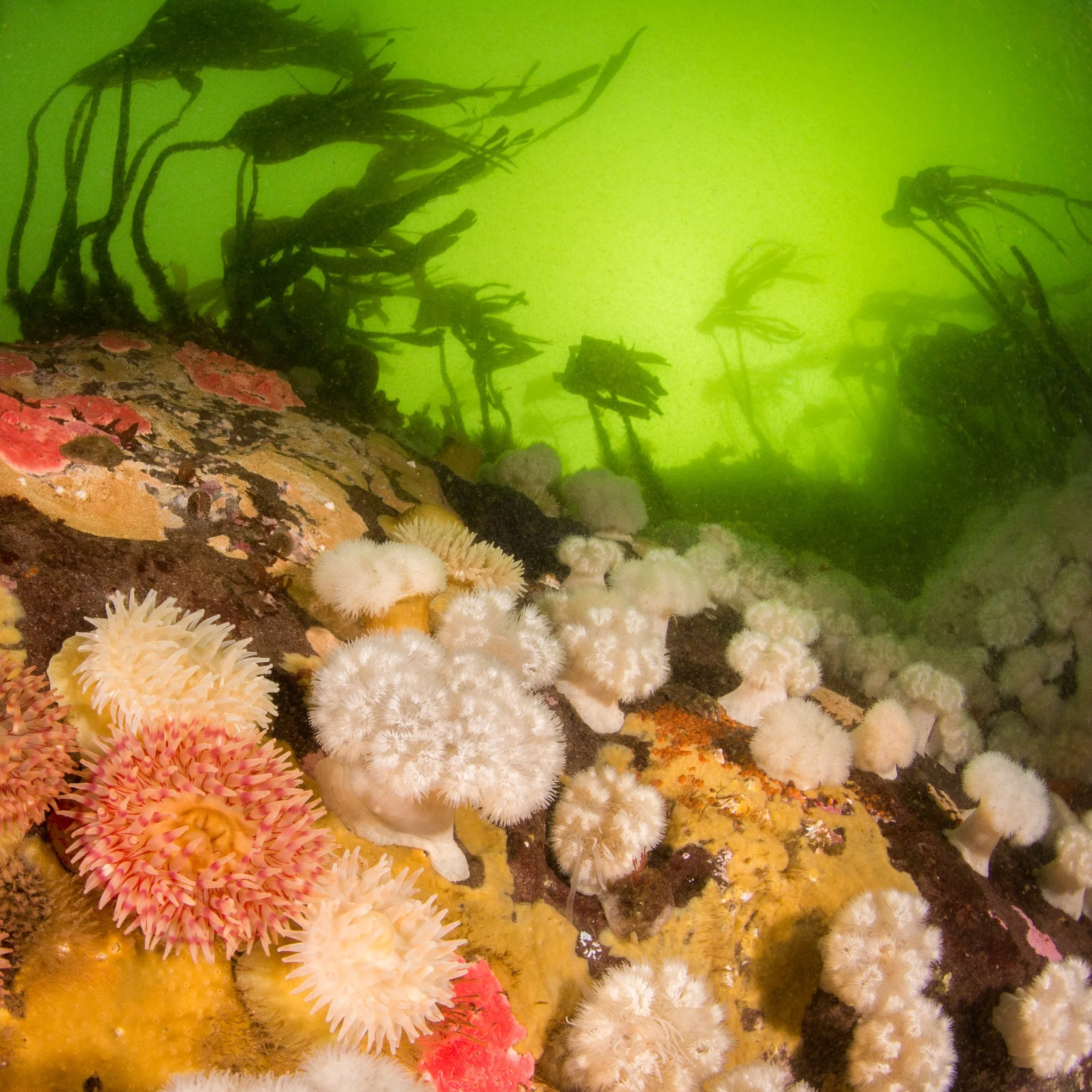 Reefscape at Dodd's Narrows. The visibility can get very poor here in the spring, due to the herring spawn. Photo by Eric Askilsrud.