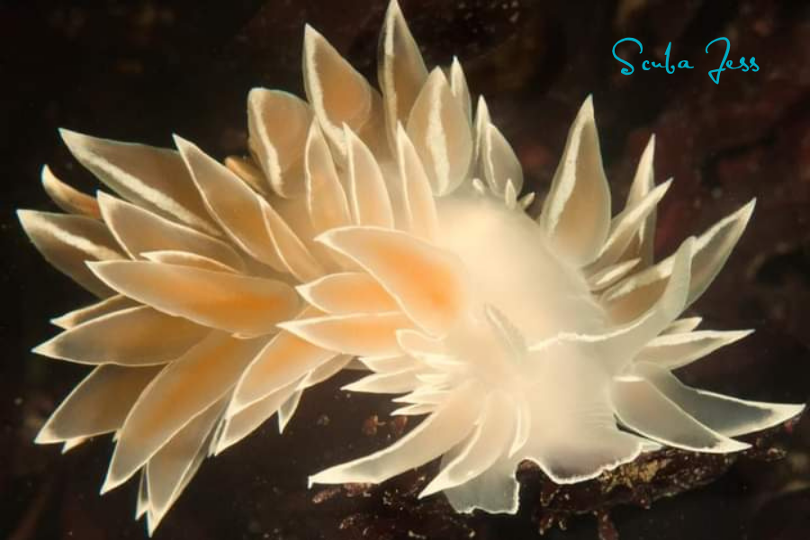 An alabaster nudibranch at Edmonds Underwater Park in Edmonds, WA. Photo by Scuba Jess.