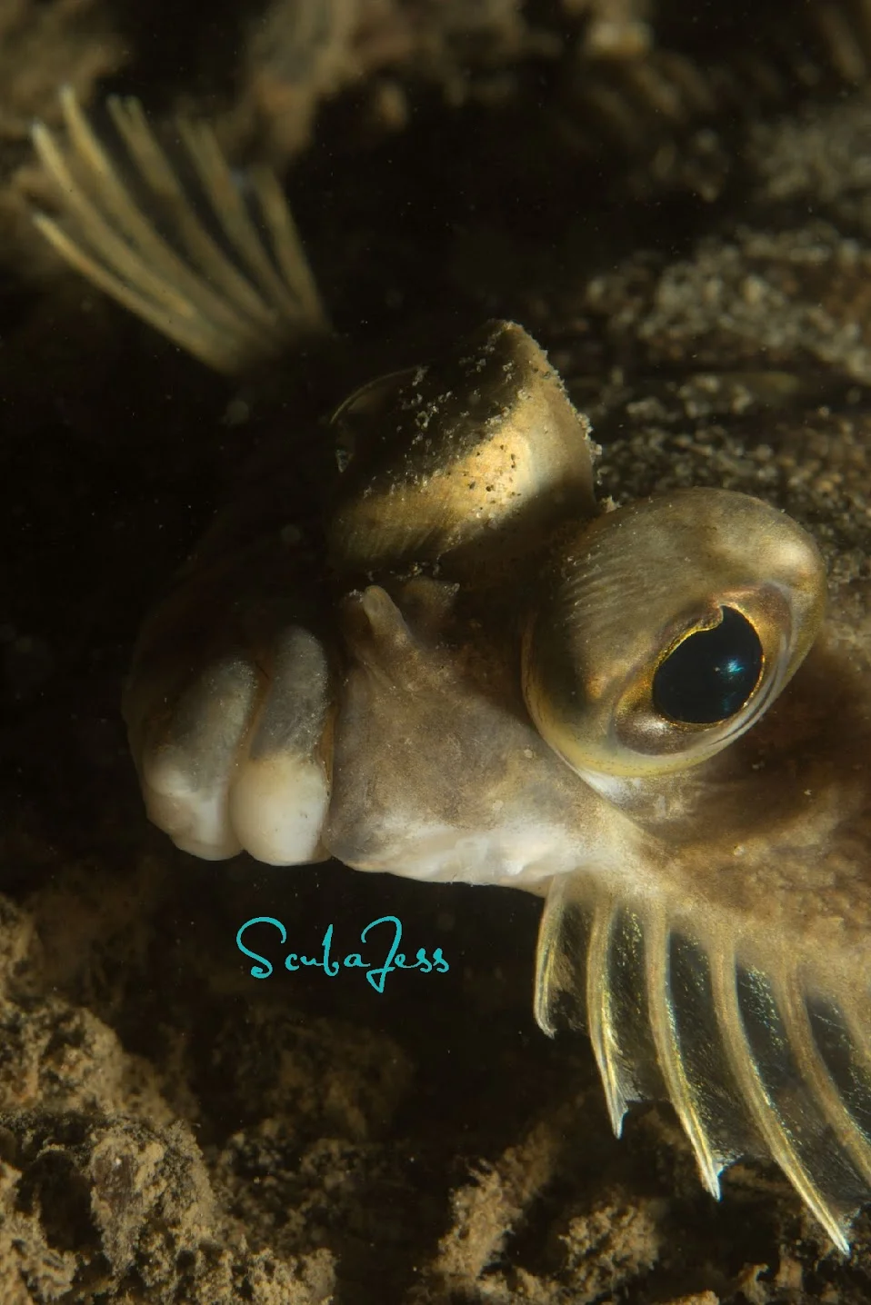 A flounder rests on the sandy bottom at Edmonds Underwater Park. Photo by Scuba Jess.