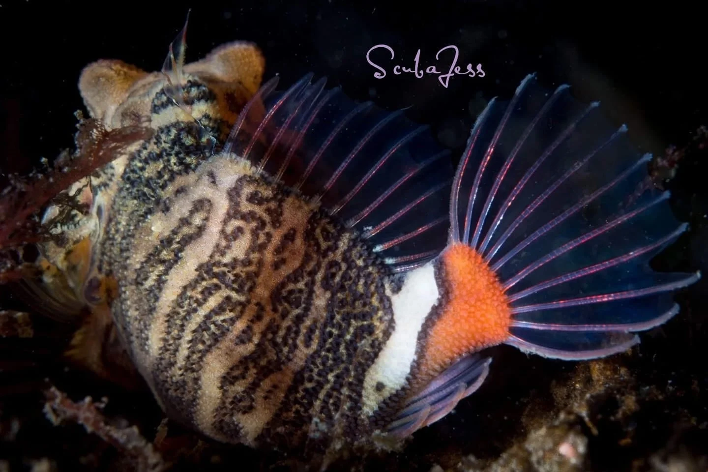 Grunt sculpin butt at Edmonds Underwater Park in Edmonds, WA. Photo by Scuba Jess.