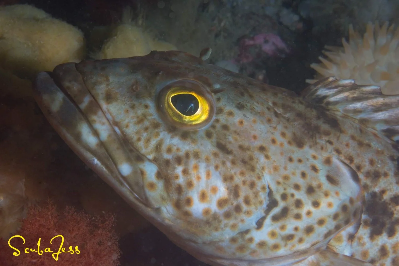 A lingcod guards its territory at Edmonds Underwater Park. Photo by Scuba Jess.
