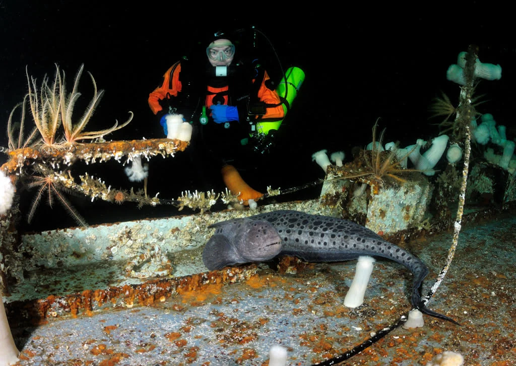 Diver Eric Askilsrud diving a rebreather at the HMCS Saskatchewan. Wolf eel in the foreground. Photo by Dave Hicks.