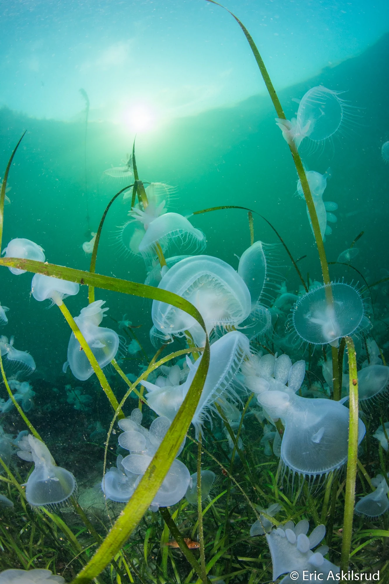 Hooded nudibranchs at Hoodie Nudi Bay. Photo by Eric Askilsrud.