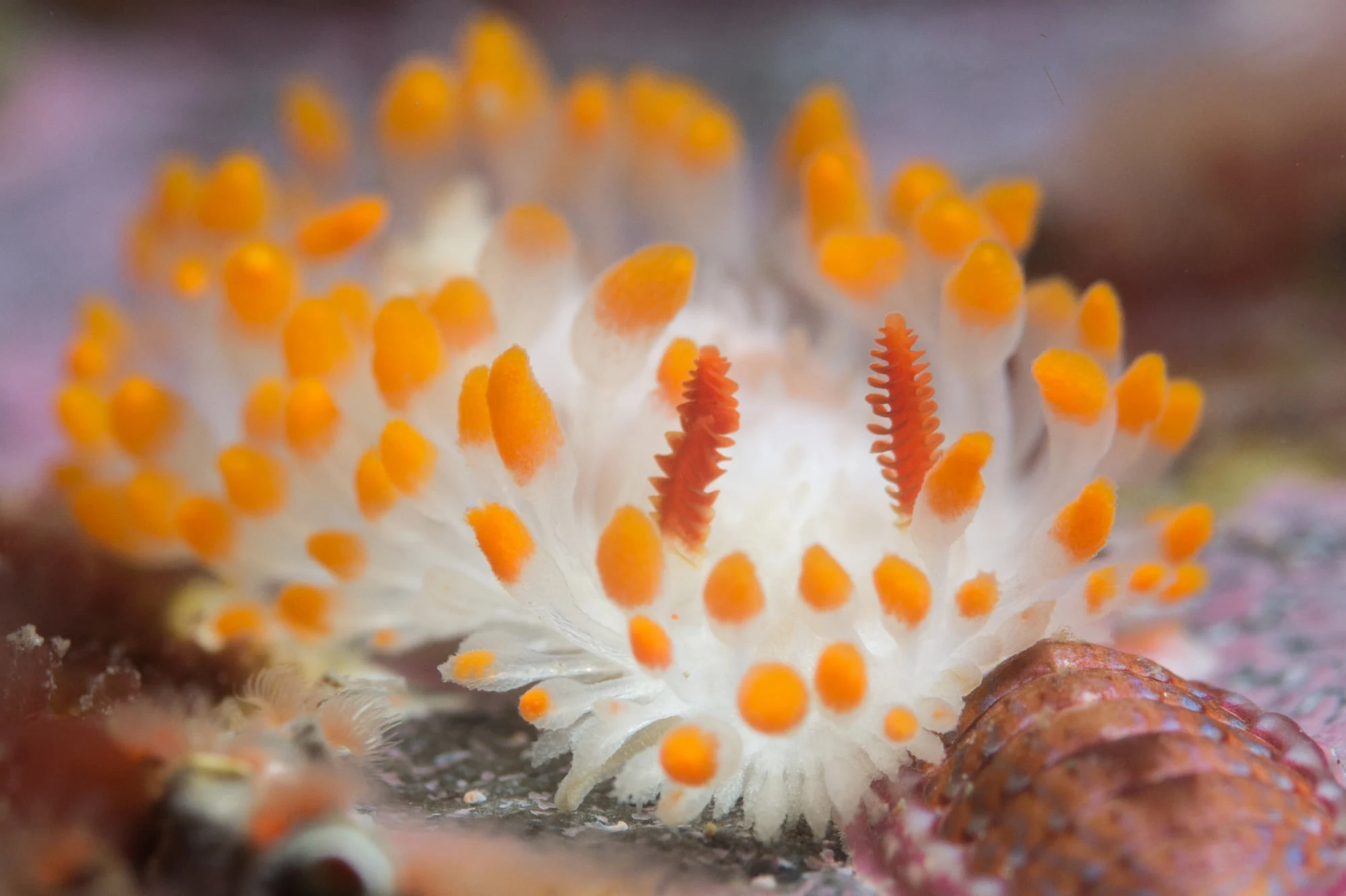 Cockerell's dorid nudibranch at Keystone Jetty. Photo by Eric Askilsrud.