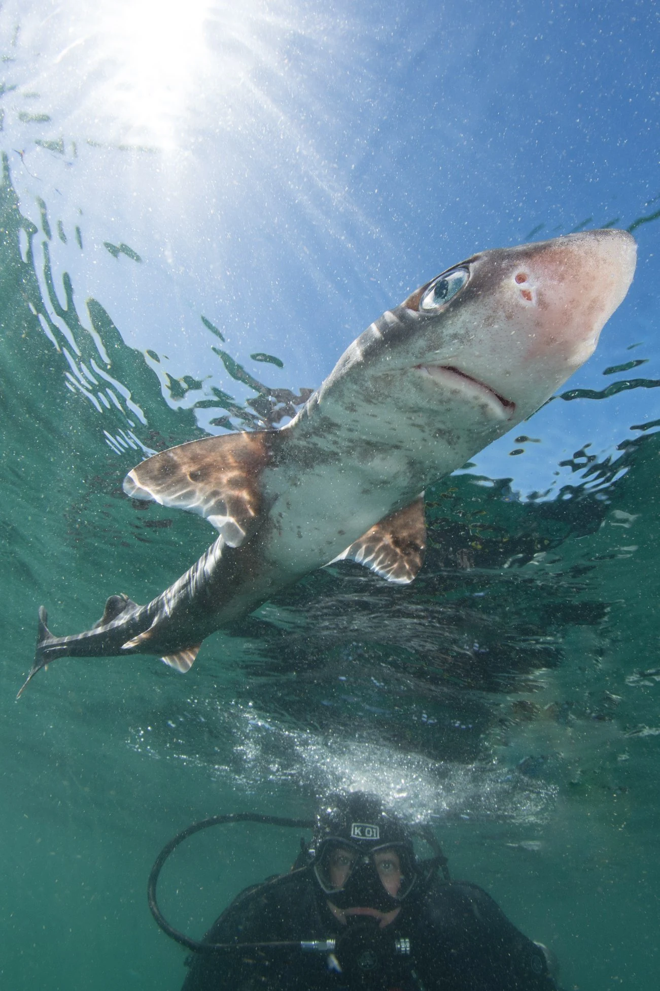 A dogfish shark at Keystone Jetty. Photo by Eric Askilsrud.