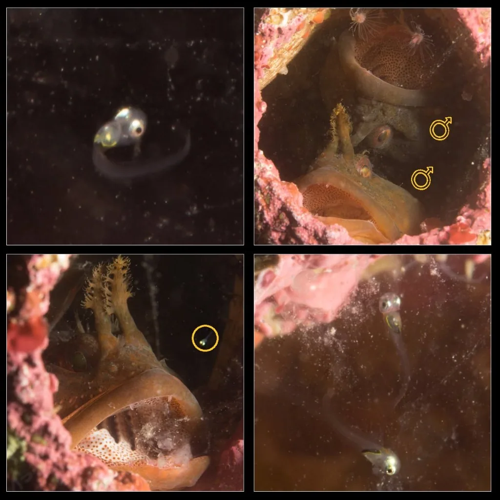 Fred the scalyhead sculpin at Rock of Life 1, Keystone Jetty, guarding hatching eggs โ with one panel showing two males sharing the same barnacle.