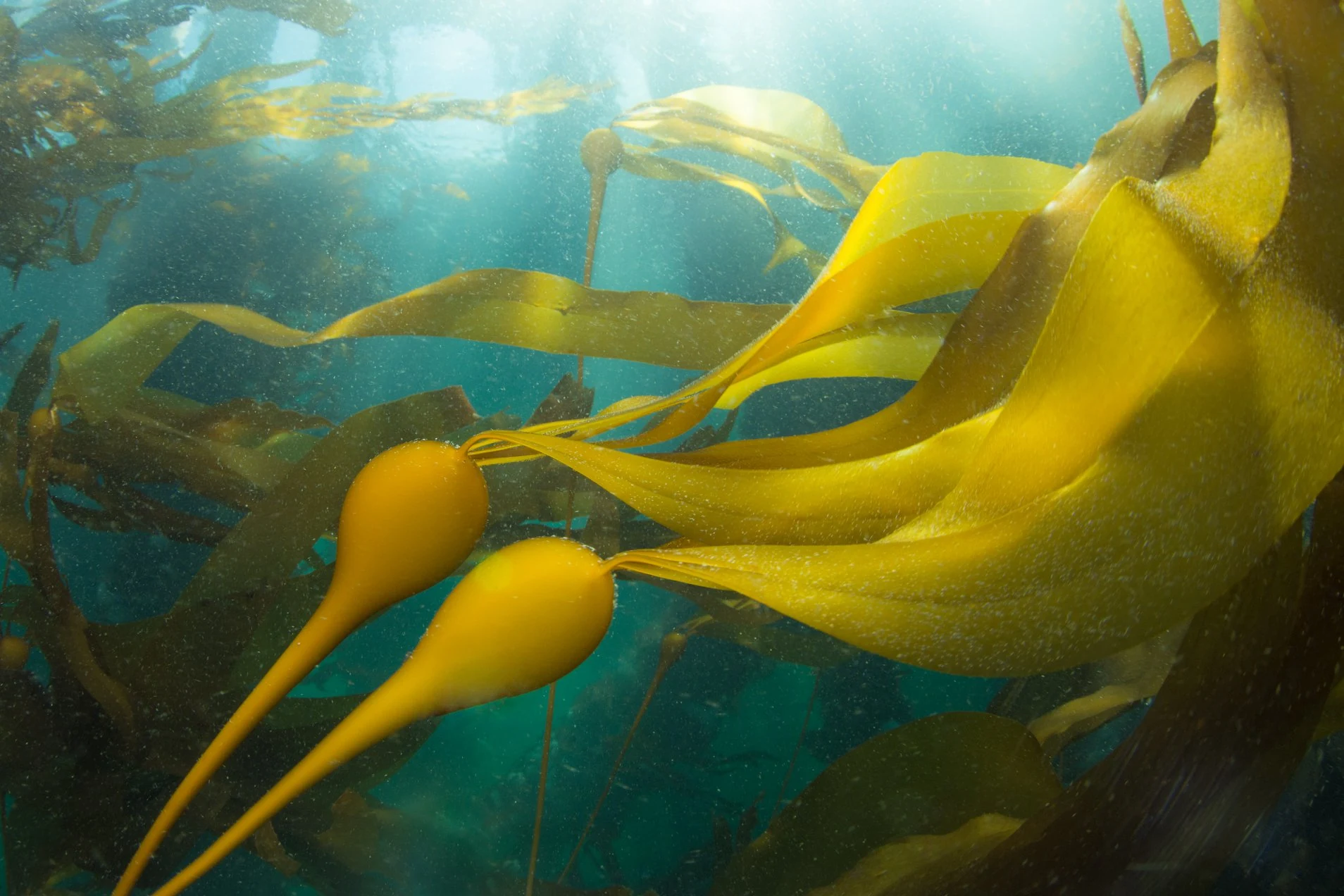 Kelp forest at Keystone Jetty. Photo by Eric Askilsrud.