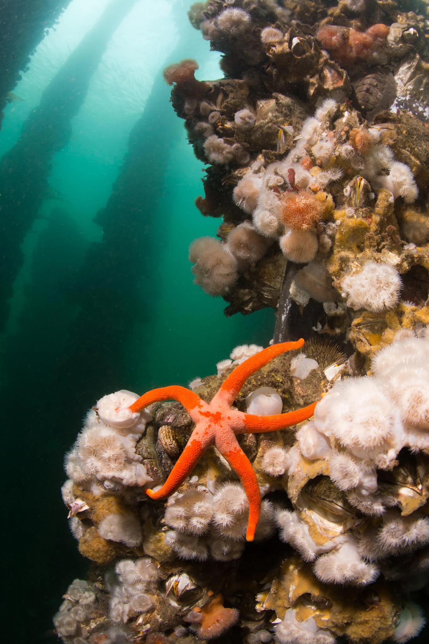 Sea star at Keystone Pilings. Photo by Eric Askilsrud.