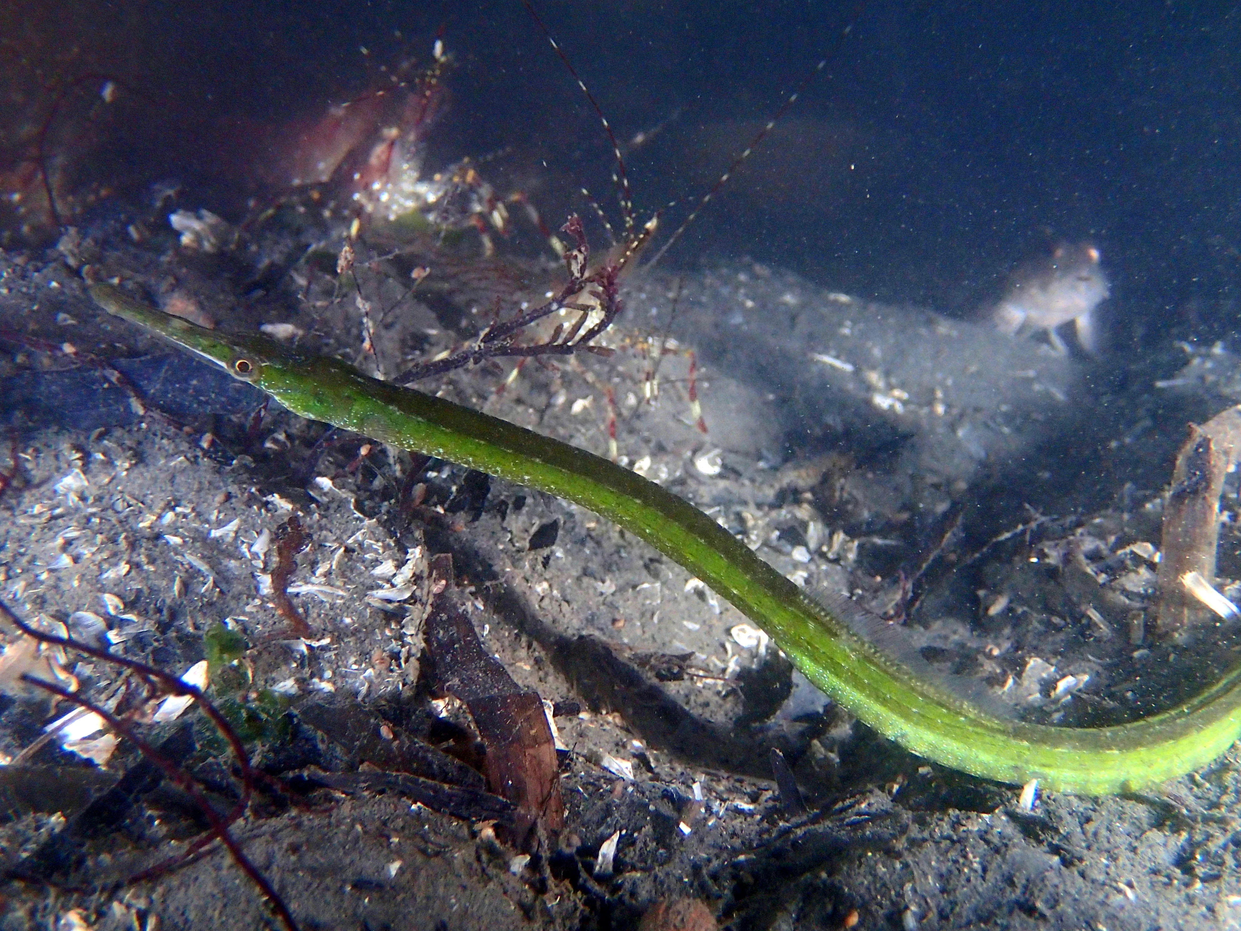 A bay pipefish at Larrabee State Park in the Bellingham Area. Photo by Mike Snow.