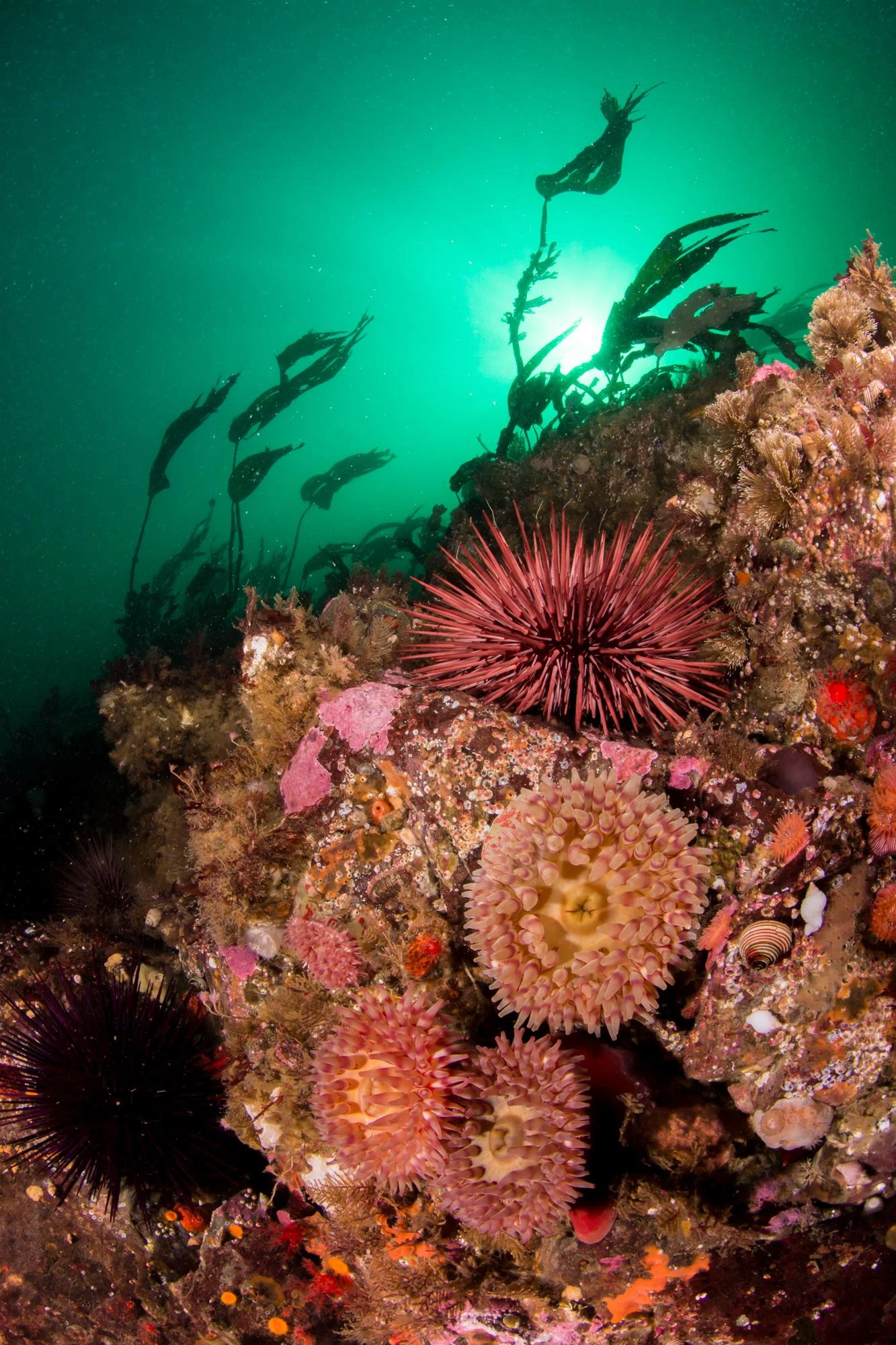 Anemones at Long Island West Wall. Photo by Eric Askilsrud.
