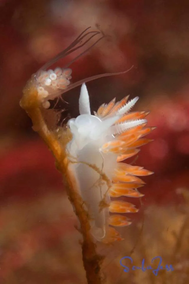 A nudibranch on the wall at Long Island West Wall. Photo by Scuba Jess.