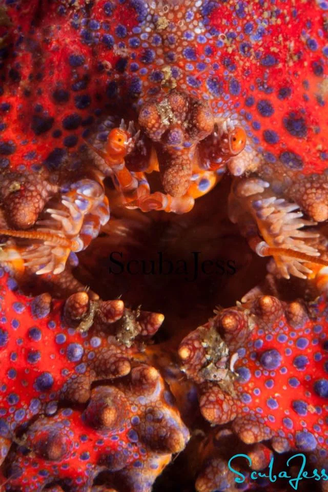 Puget Sound king crab at Long Island West Wall in the San Juan Islands — face detail. Photo by Scuba Jess.