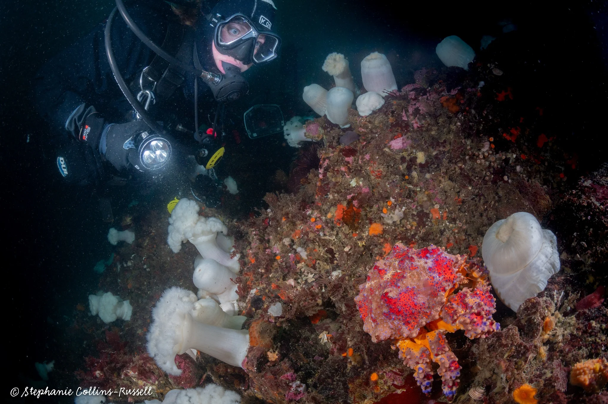 “There are supermodels... underwear models... and then there are ‘under water’ supermodels. Meet Scuba Jess, the supermodel of the underwater world, gazing at a Puget Sound king crab at Long Island West Wall in the San Juan Islands off The Butt Dive Boat. She rocks it on the runway—and so did this king crab!” – photo and caption by Stephanie Collins-Russell.