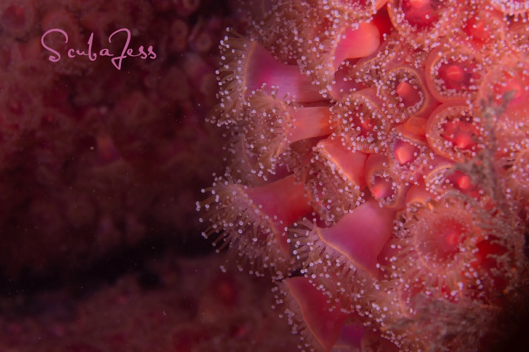 A wall of strawberry anemones at Long Island West Wall. Photo by Scuba Jess.