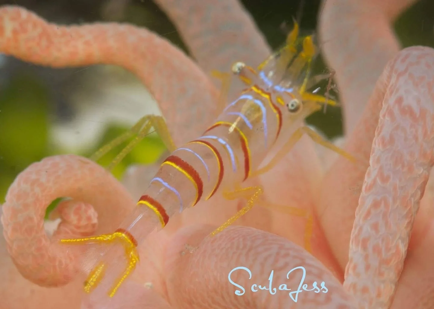 A rare candy stripe shrimp sighting at Mukilteo T Dock. Photo by Scuba Jess.