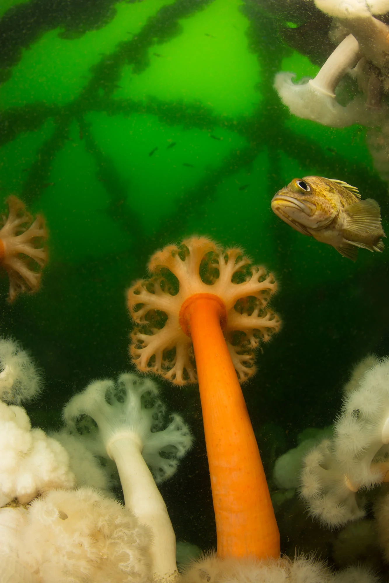 Fish gather around the geodome at Mukilteo T Dock. Photo by Eric Askilsrud.