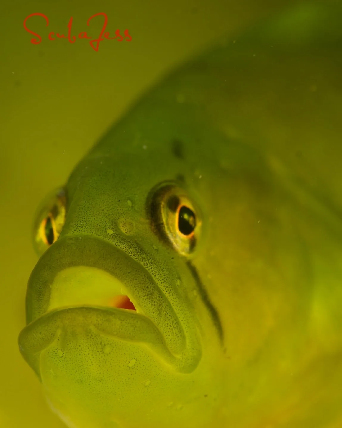 A green gunnel weaves through the reef at Mukilteo T Dock. Photo by Scuba Jess.
