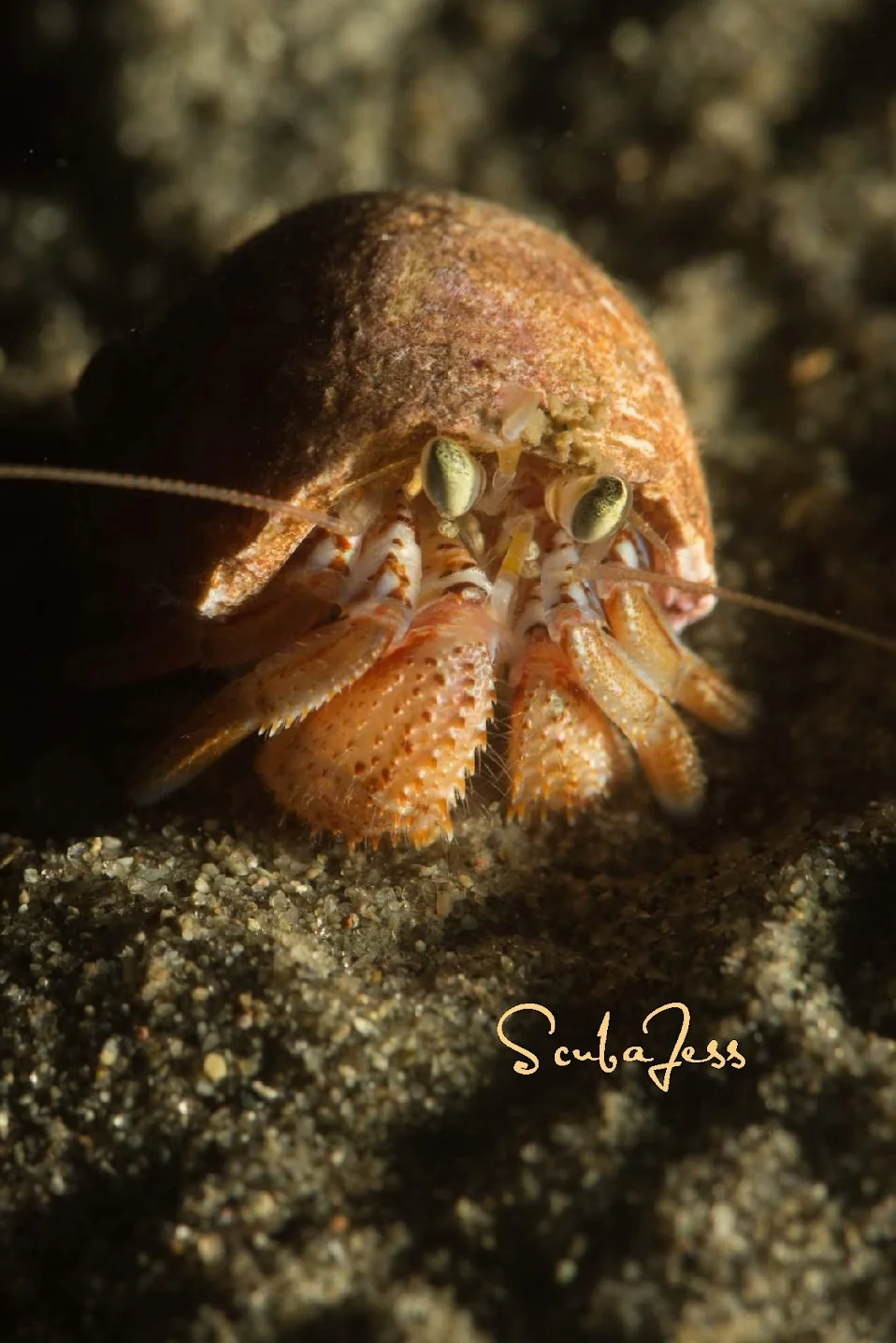 A hermit crab explores the reef at Mukilteo T Dock. Photo by Scuba Jess.