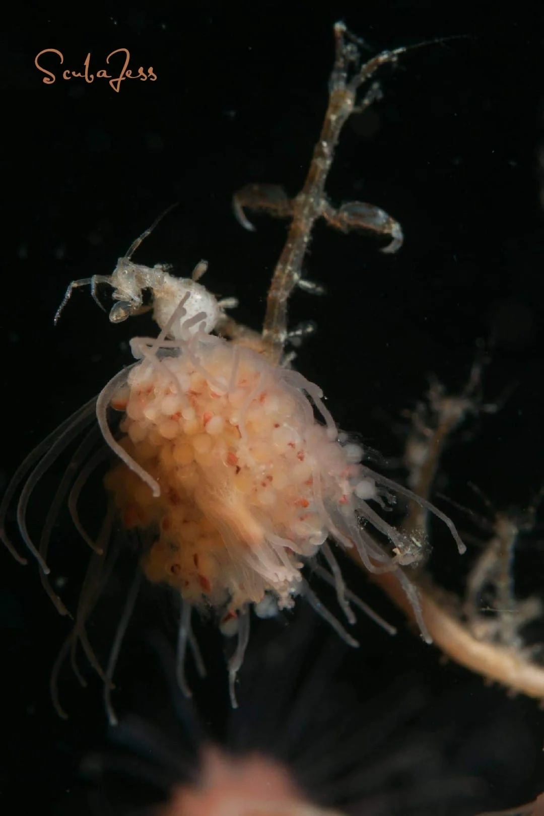 A pink mouth hydroid with skeleton shrimp at Mukilteo T Dock. Photo by Scuba Jess.
