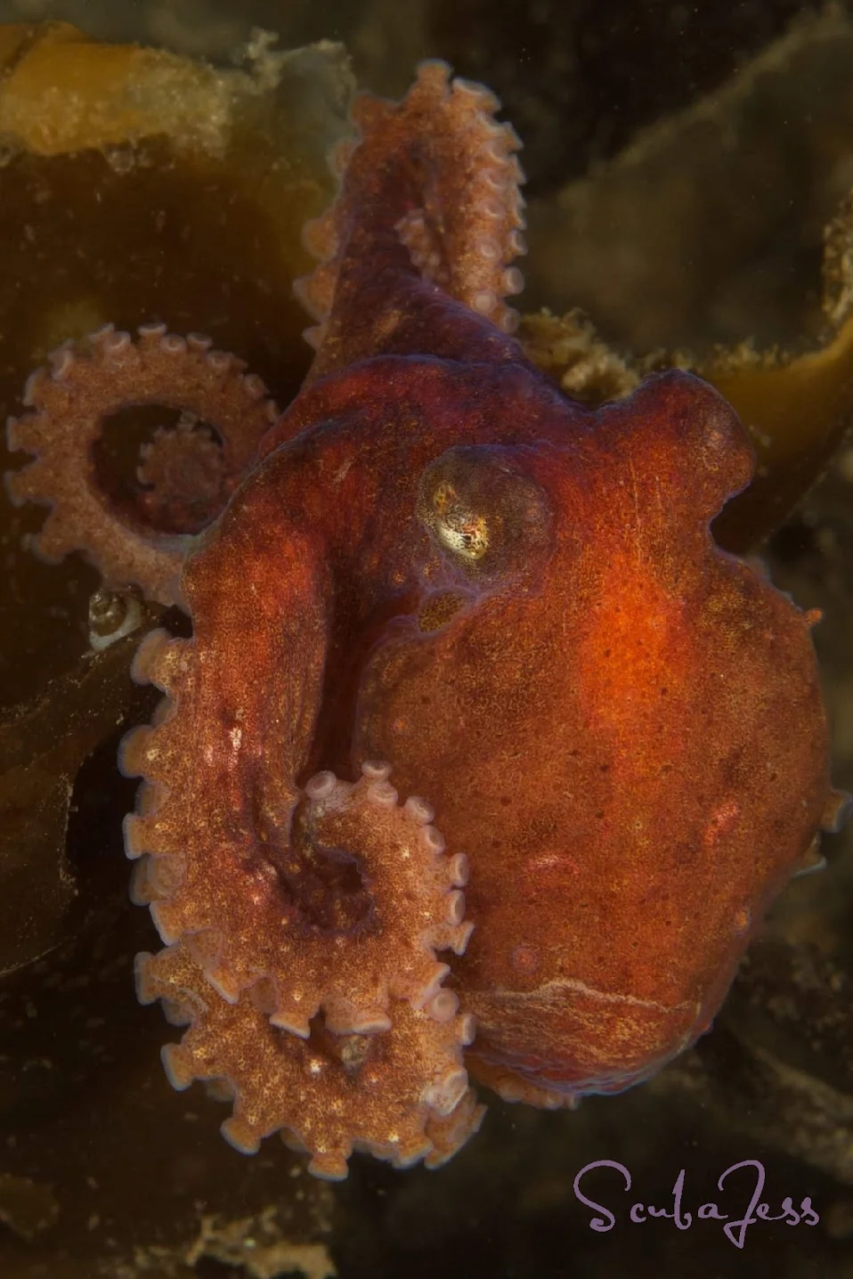 A red octopus hides among the rocks at Mukilteo T Dock. Photo by Scuba Jess.