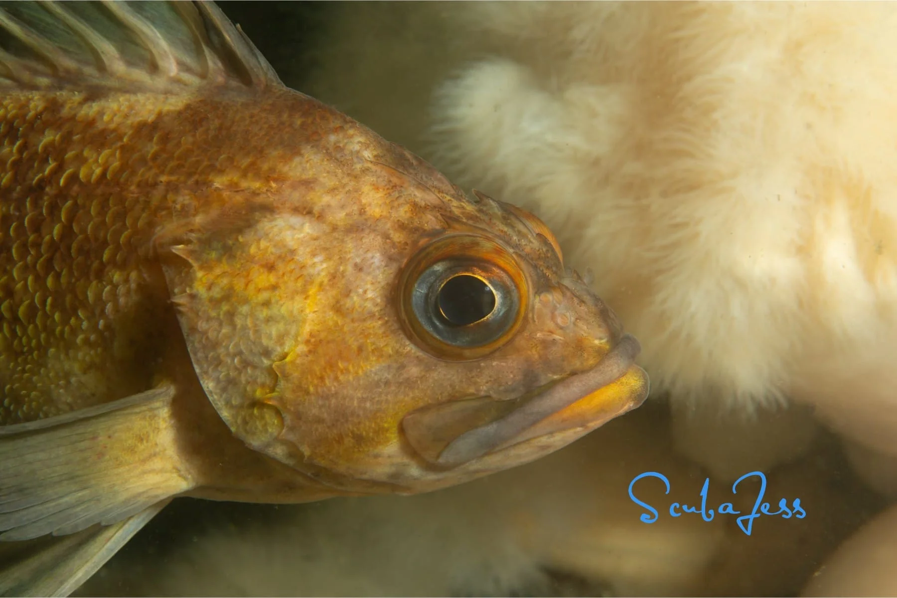 A rockfish with anemones at Mukilteo T Dock. Photo by Scuba Jess.