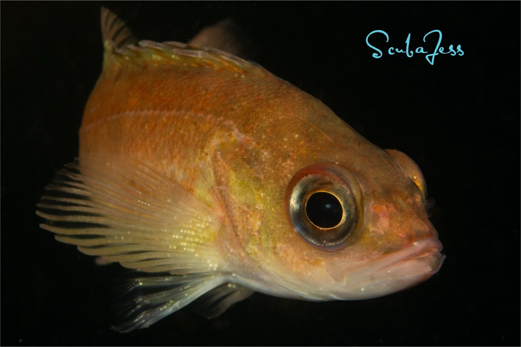 A rockfish rests near the structure at Mukilteo T Dock. Photo by Scuba Jess.
