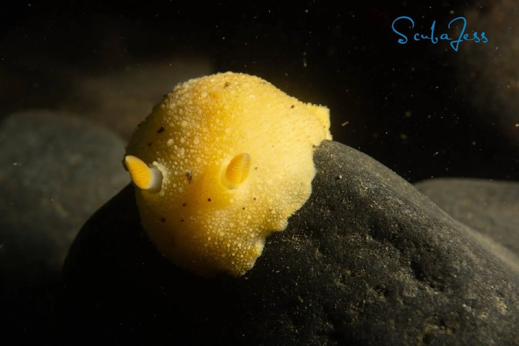 A sea lemon dorid at Mukilteo T Dock in Mukilteo, WA. Photo by Scuba Jess.