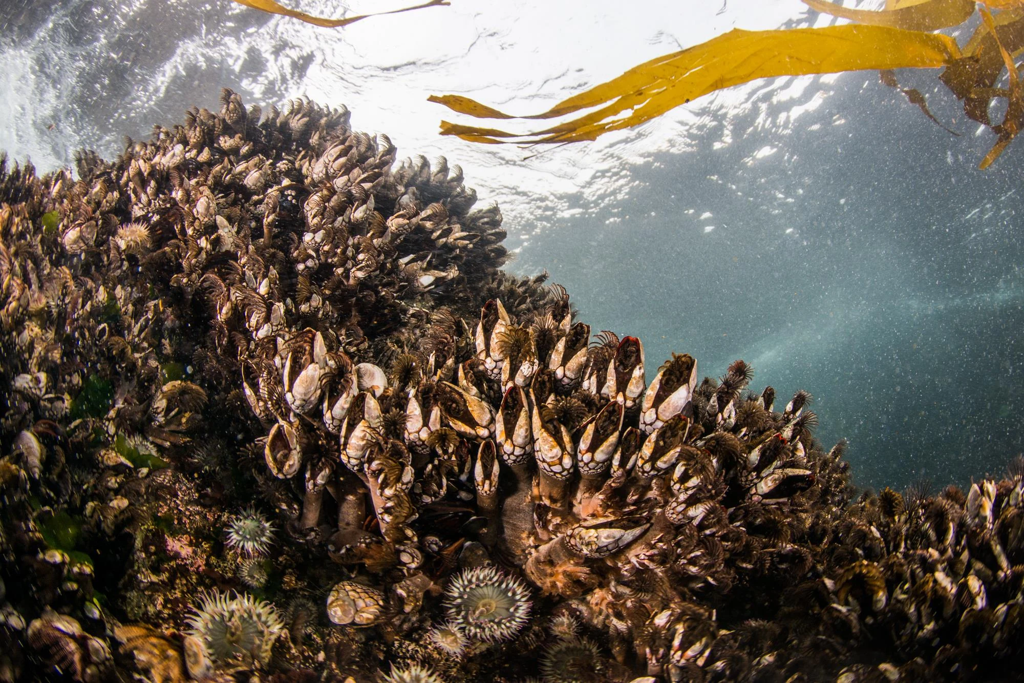 Gooseneck barnacles at Mushroom Rock. Photo by Eric Askilsrud.