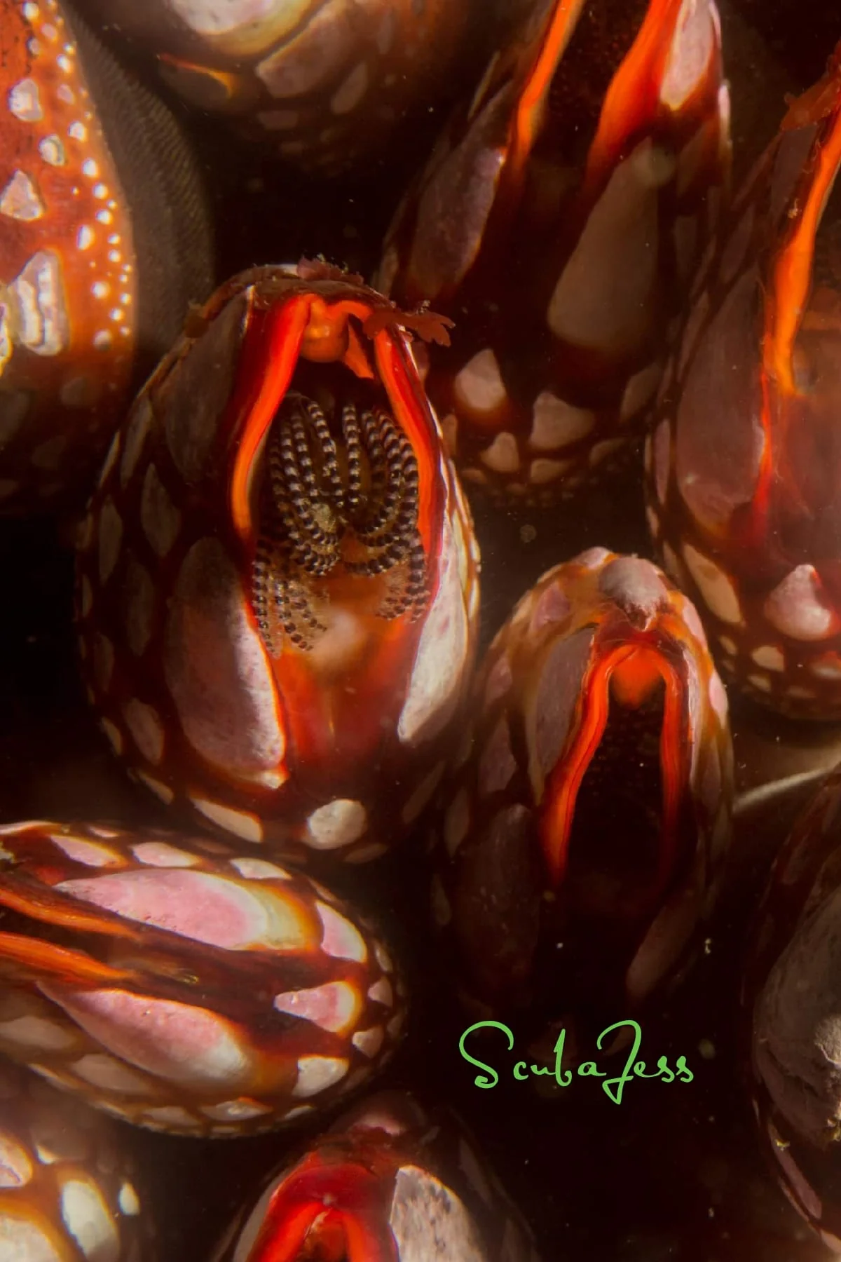 Fields of red-lipped gooseneck barnacles at Nakwakto Rapids. Photo by Scuba Jess.