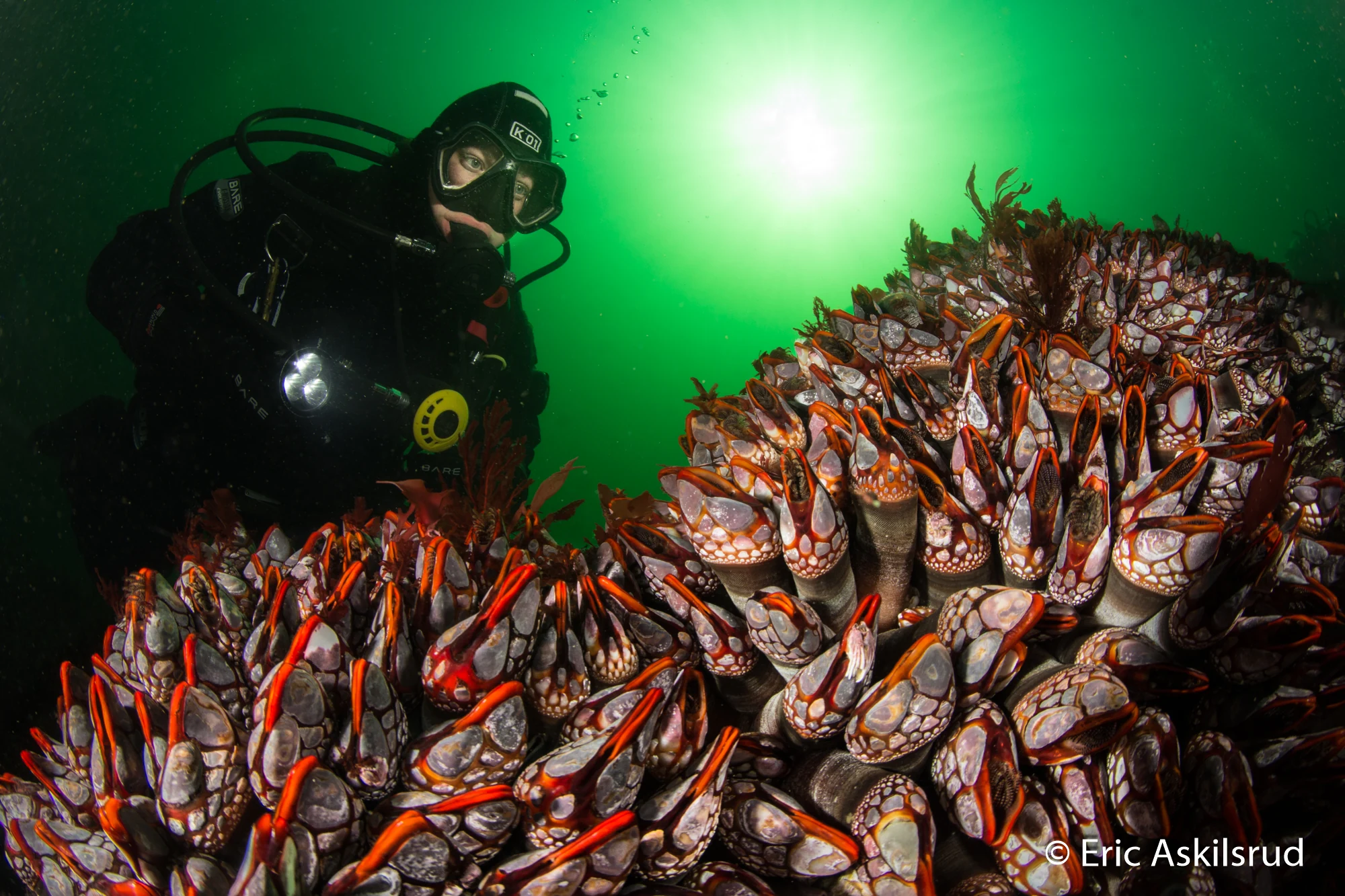 Scuba Jess enjoying the Gooseneck barnacles at Nakwakto Rapids. Photo by Eric Askilsrud.